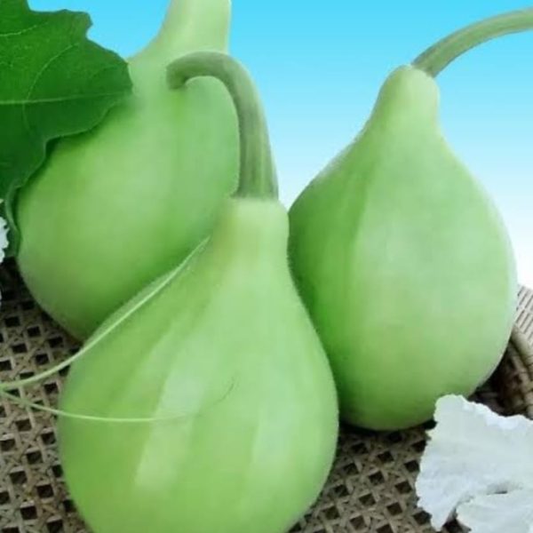 Round bottle Gourd (Kaddu)